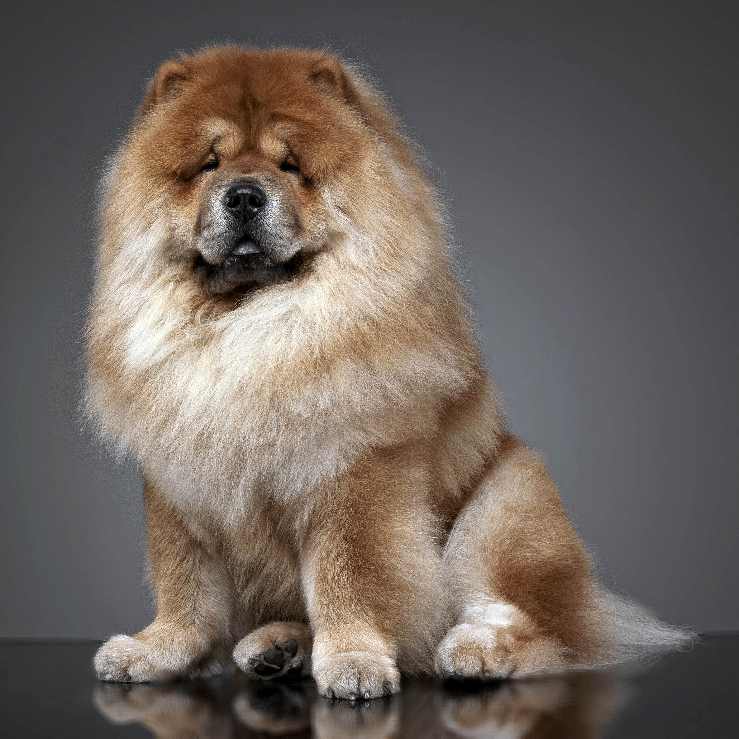 Tibetan Mastiff Puppy