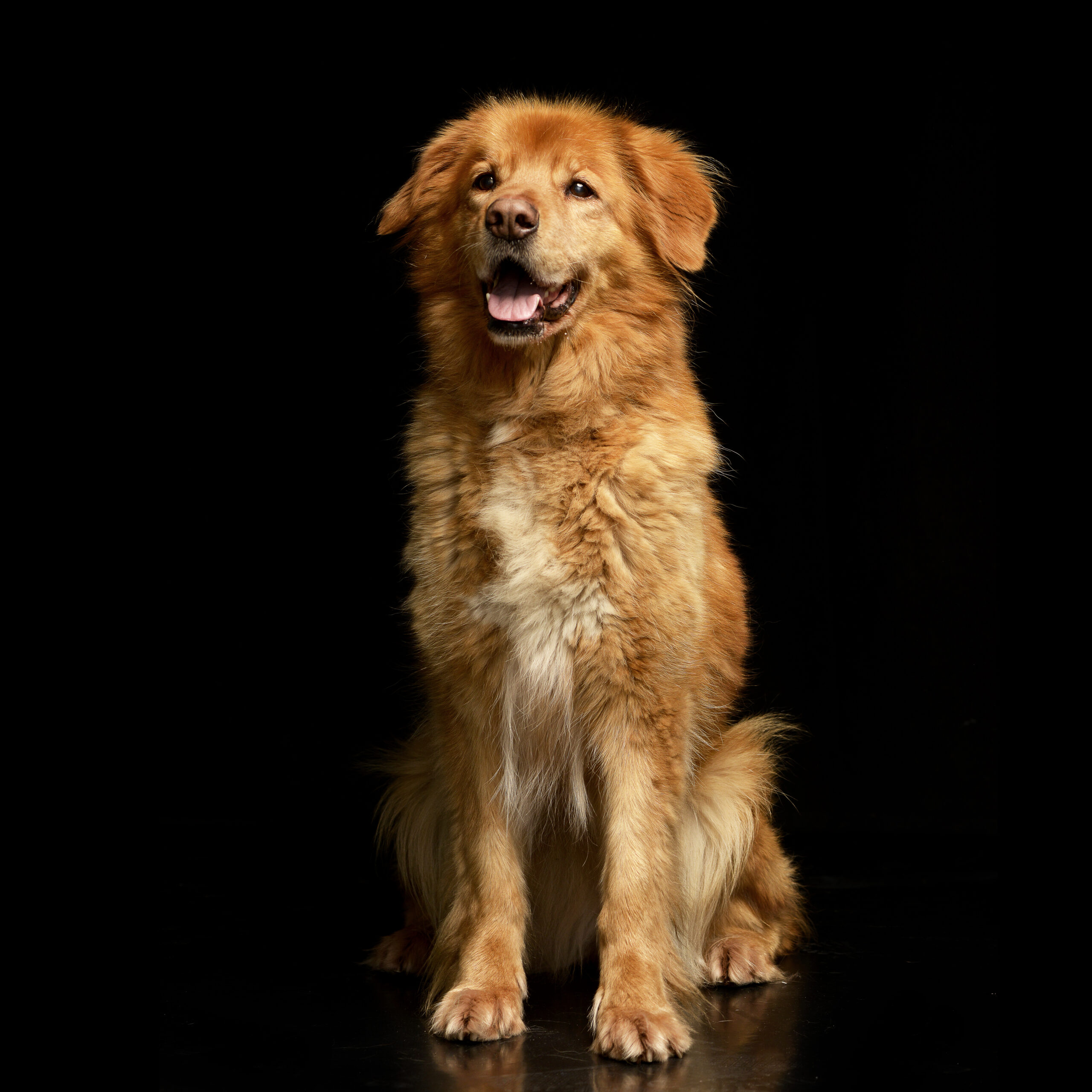 Golden Retriever 