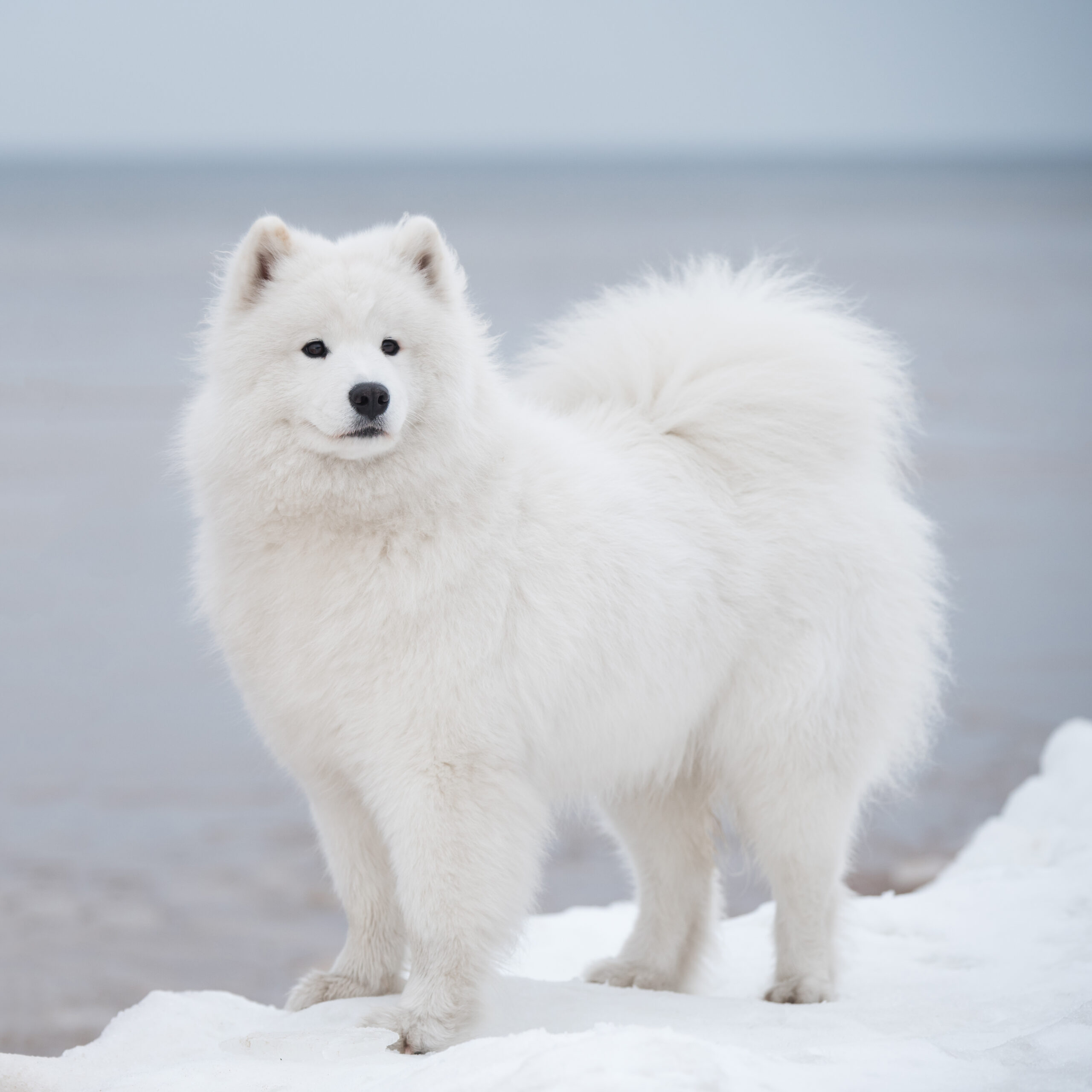 Samoyed